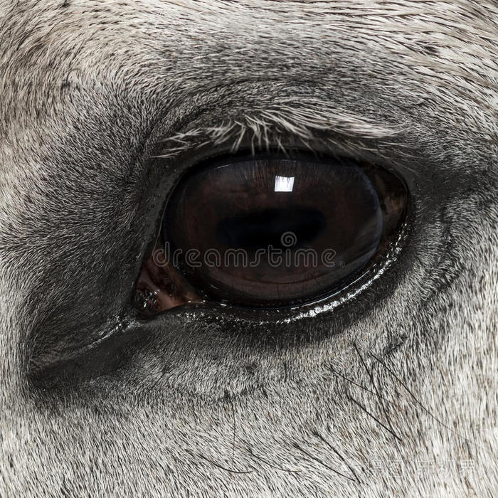 安达卢西亚人的眼睛特写7岁也被称为纯西班牙马