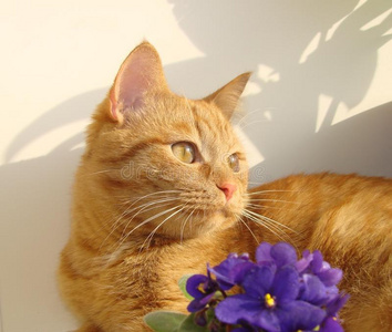 躺在阳光下快乐的姜猫躺在阳光下照片