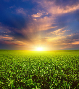 绿油油的农田夕阳落在绿油油的麦田上,蓝天和阳光,白云.仙境照片