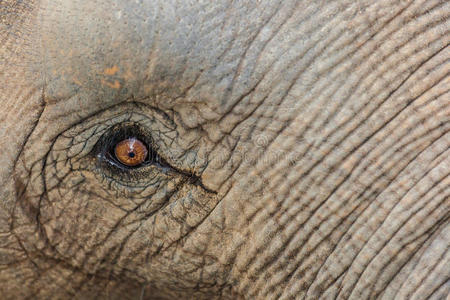 哺乳动物 肖像 大象 耳朵 鼻子 森林 妈妈 象科 面对