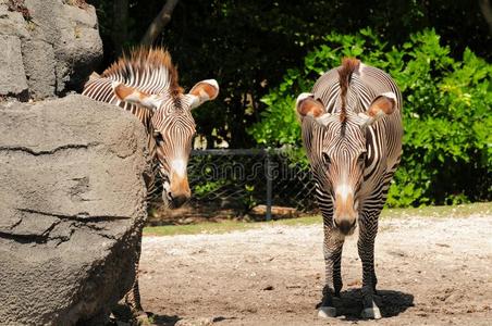 马格雷两只格雷维斑马照片