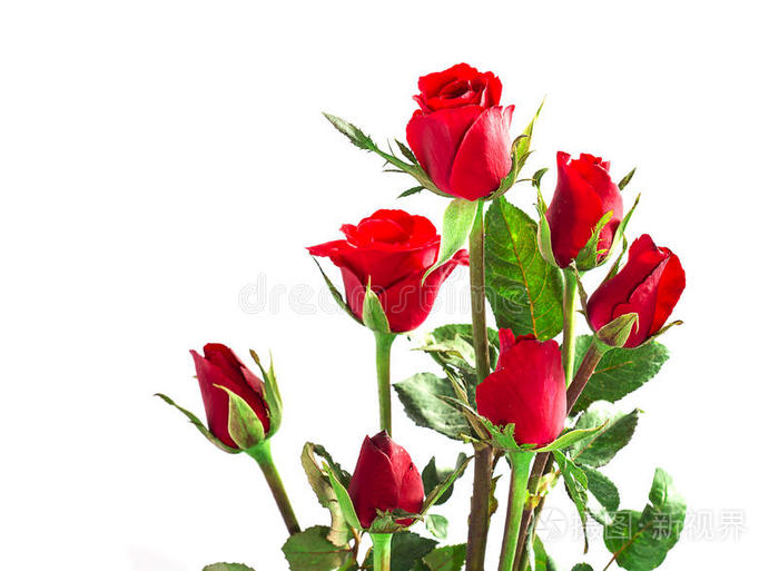 七朵白色的红色情人节玫瑰