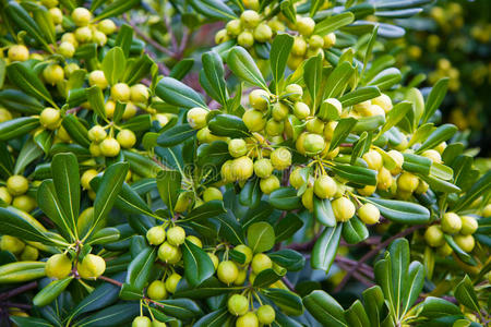 托斯卡纳的橄榄树图片