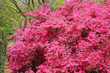 杜鹃花