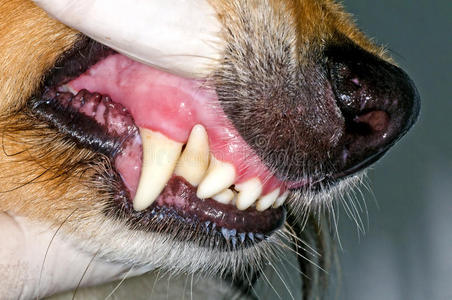 犬齿图片