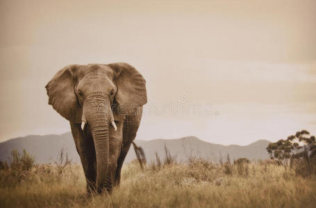 大象在野外行走图片