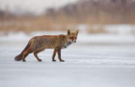 冬景红狐图片