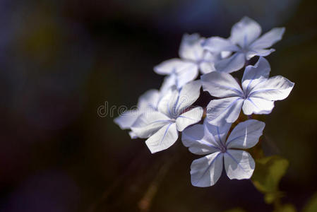 耳白花菜图片