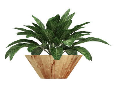 叶杂色的dieffenbachia