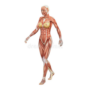 女肉肉动漫图片