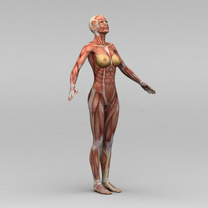 女性人体解剖和肌肉