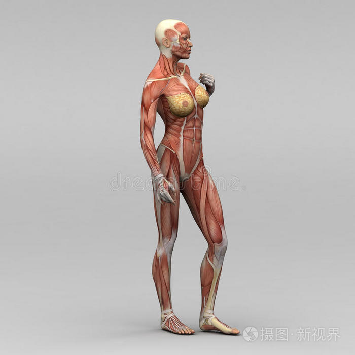 女性人体解剖和肌肉