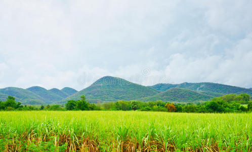 甘蔗和山