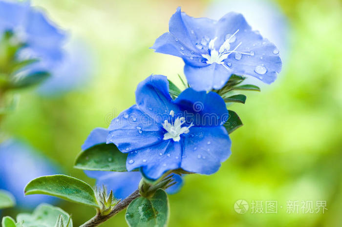 蓝色水仙花图片大全图片