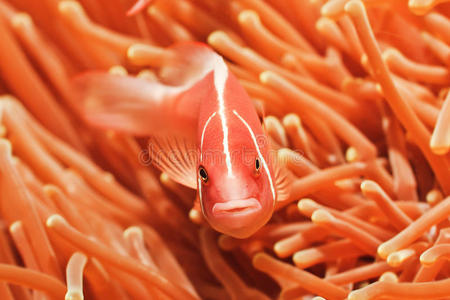 热带鱼粉红小丑鱼