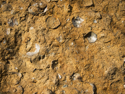 化石结构的石灰岩