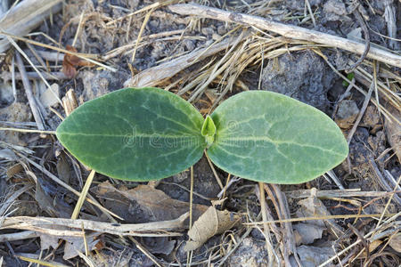 地面瓜子萌发瓜子叶和第一片真叶照片