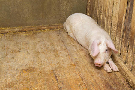 躺在地上的猪