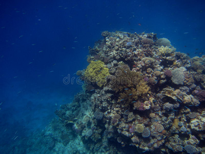 色彩斑斓的暗礁