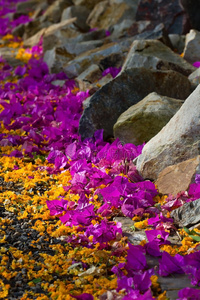 紫色和橙色的花躺在小路上