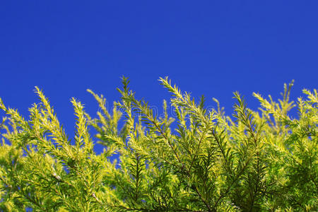 植物与天空