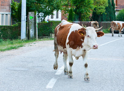 村里的牛