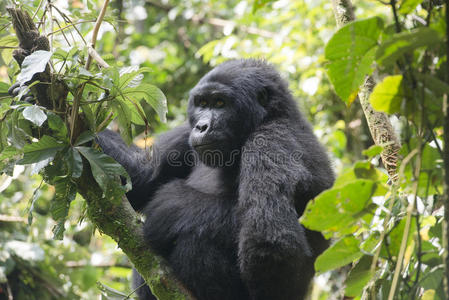 乌干达丛林中的大猩猩