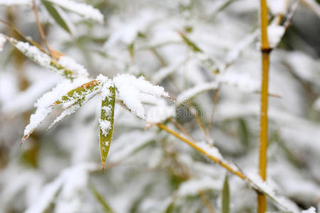 竹子和雪图片