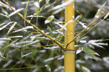 竹子和雪两个白色的天鹅向指已提到的人河后的下雪向一多云的冬英语