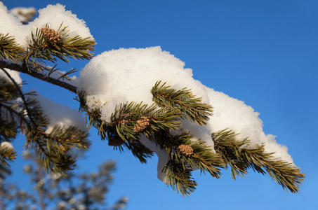 雪松枝