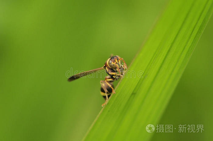 叶子上的蜜蜂