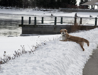 雪堆上的金毛猎犬