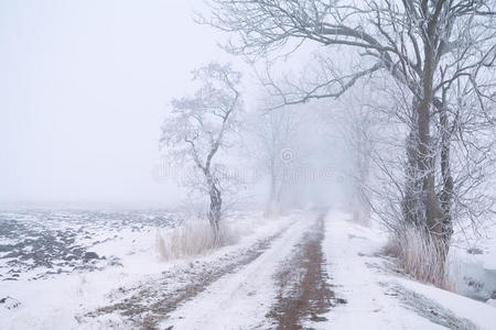 雾雪中的乡村公路图片