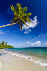 白沙滩上的棕榈树