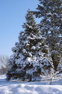 雪地里的树