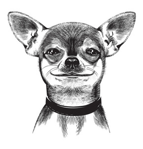 狗吉娃娃.插图照片