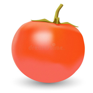 实载体番茄图片