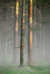雾蒙蒙的寒冷早晨的树木
