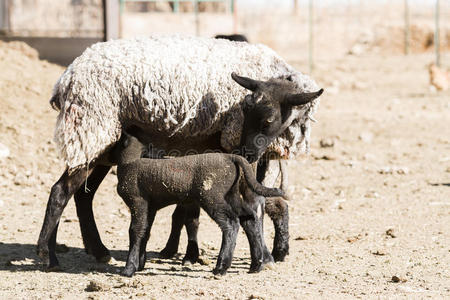 羔羊和母羊
