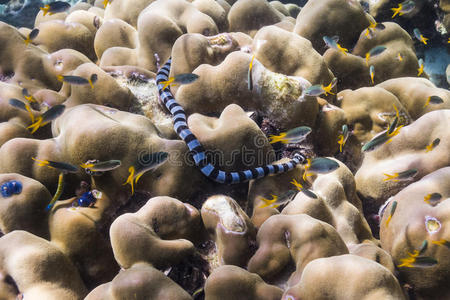 里皮岛黑白海蛇