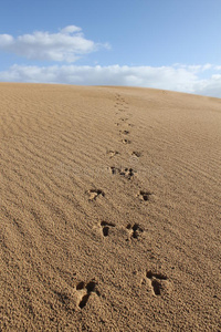 有鸸鹋足迹的沙丘鸸鹋宝宝鸸鹋的脸澳洲鸸鹋鸵鸟版画说明关于版画鸵鸟