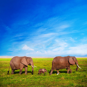 大草原上的大象家族。非洲肯尼亚安博塞利野生动物园