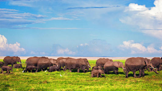 大象在大草原上成群。非洲肯尼亚安博塞利野生动物园