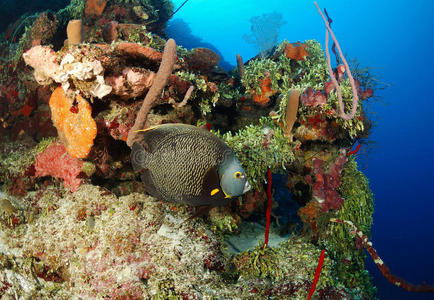 珊瑚礁的神仙鱼