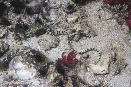 里皮岛黑白海蛇图片
