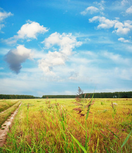 在田野里