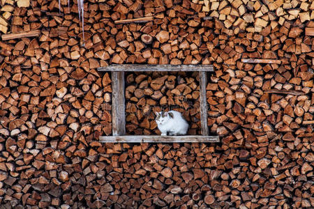 猫在木块之间寻找温暖的地方