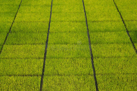 水稻秧苗