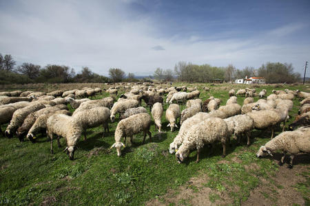 农村的羊群