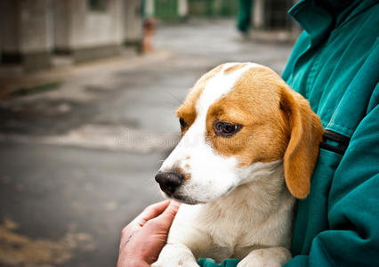 狗笼里的小猎犬